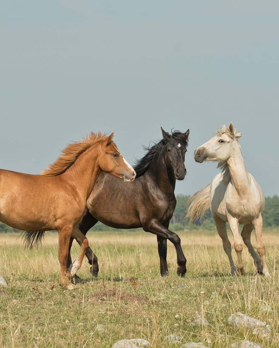 EquinePro