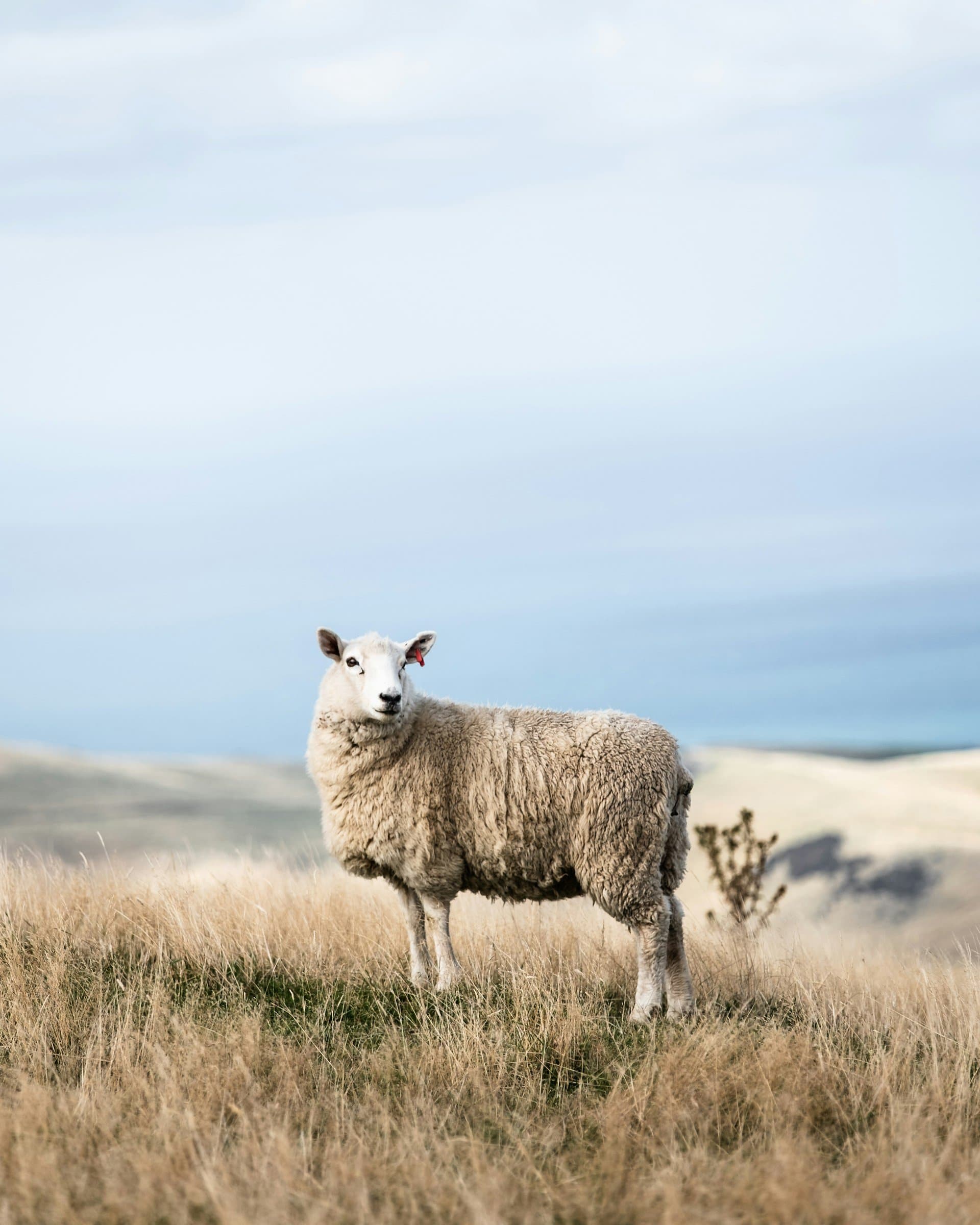 SheepPro